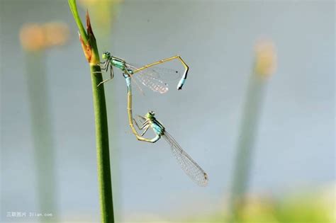 蜻蜓點水原因|蜻蜓點水(蜻蜓):成語,生物學,出處,棋局,年畫,